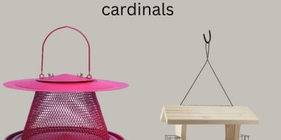 best bird feeder for cardinals