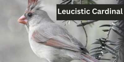 Beautiful Leucistic Cardinal