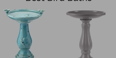 Best Bird Baths