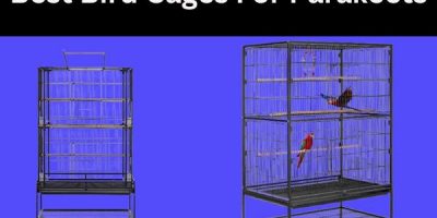 Best Bird Cages For Parakeets