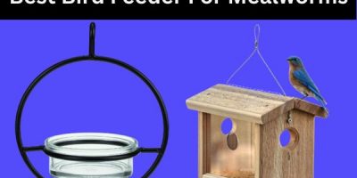 Best Bird Feeder For Mealworms