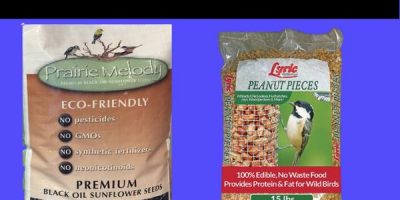 Best Bird Seed for Chickadees