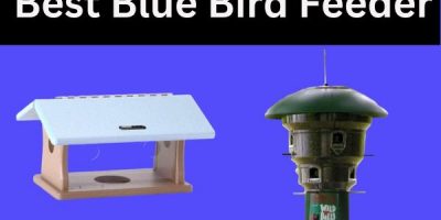 Best Blue Bird Feeder