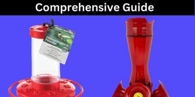 Best Hummingbird Feeder Comprehensive Guide
