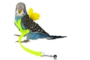 Bird Harness, Pet Parrot Bird Harness, and Leash