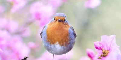 Birds-Flying-Into-Houses-A-Sign-Of-Good-Luck-Or-Bad-Omens