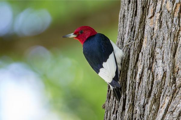 Birds with Red Heads