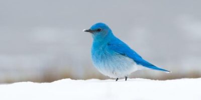 Blue Bird With Orange Chest