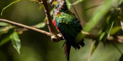 Conures Types