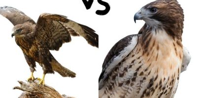 Cooper’s Hawks and Red-Tailed Hawks