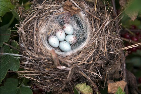 Secrets of the Cardinal’s Nest: Where Do Cardinals Net