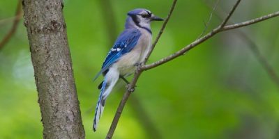 Do Blue Jays Migrate