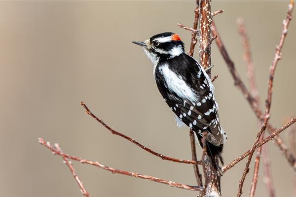 Downy Woodpecker