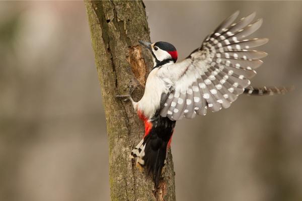 Downy Woodpecker vs Hairy Woodpecker