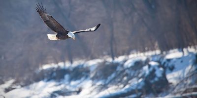 Bald eagle in flight