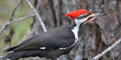 woodpeckers in Florida