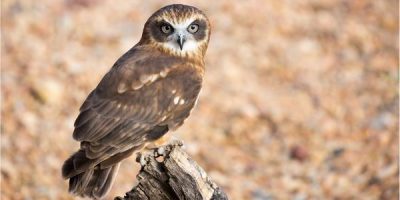 Hoot Owl Sounds
