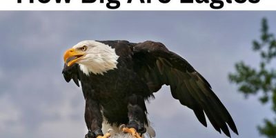 How Big Are Eagles