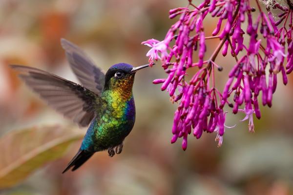 How do hummingbirds migrate?