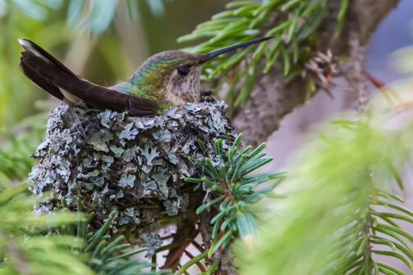 Everything You Need To Know About Hummingbird Feet 