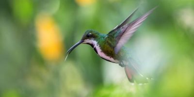 when do hummingbirds migrate south