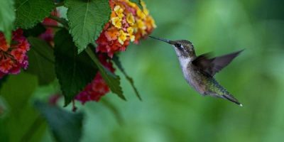 Hummingbird feet