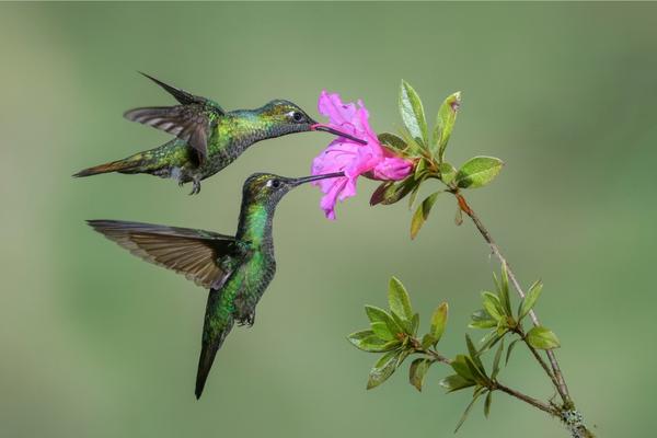 Is Hummingbird a danger to Mantis?