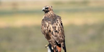 Red-Tailed Hawks Size