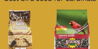 best bird seed for cardinals
