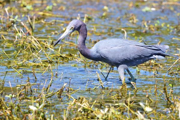 Little Blue Heron