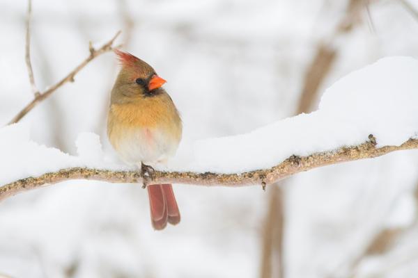 Northern Cardinal