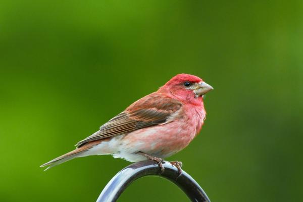 Purple Finch