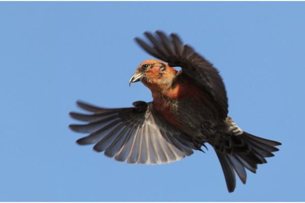 Red Crossbill