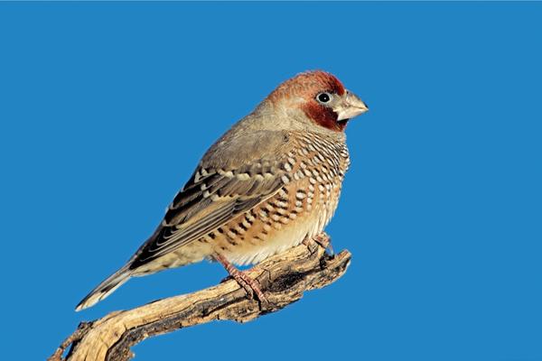 Red-headed Finch – Amadina erythrocephala