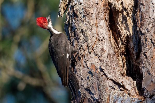 Pileated Woodpecker