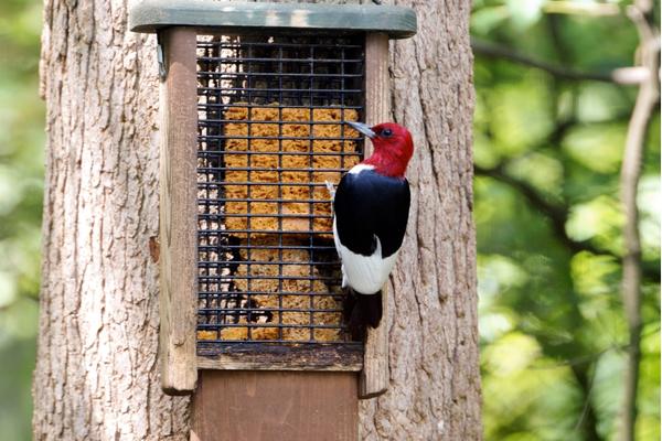 Red-headed Woodpecker