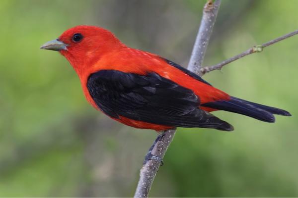 Scarlet Tanager