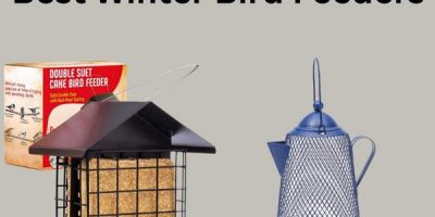 Best Winter Bird Feeders