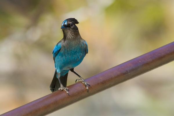 Steller’s Jay