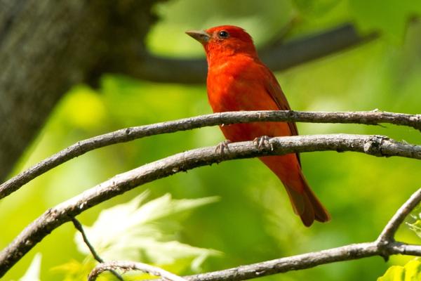 Summer Tanager