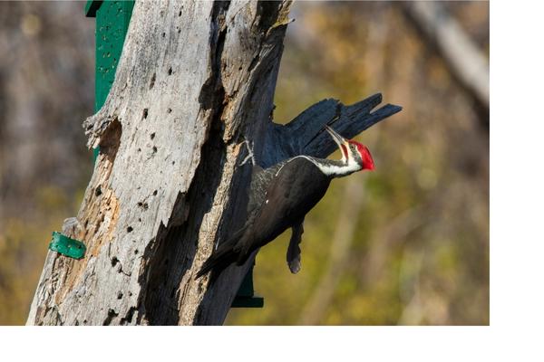 Tell me the difference between male and female Pileated Woodpeckers?