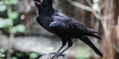 what does a crow symbolize