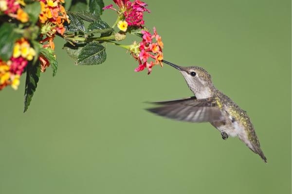 The most active time of the day for hummingbirds