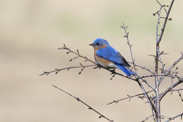 What Bluebird species can I attract?