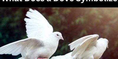 What Does a Dove Symbolize