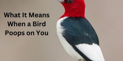 What It Means When a Bird Poops on You?
