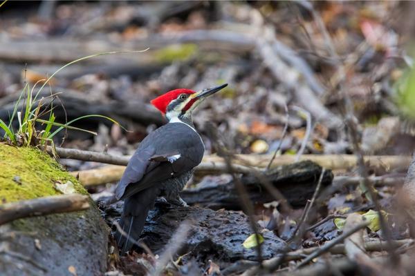 What color are female Pileated Woodpeckers?