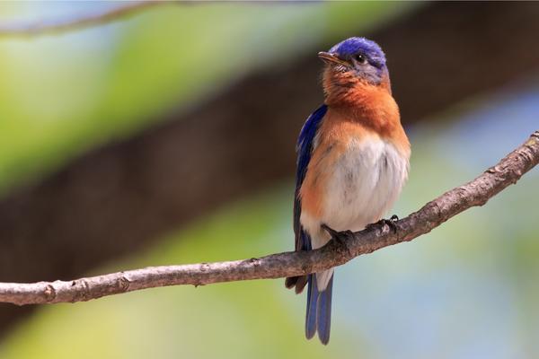 What do Eastern Bluebirds sound like?