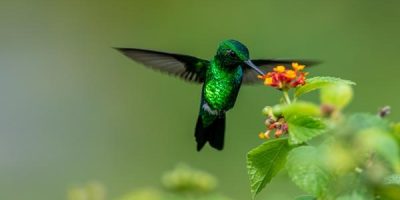 What do hummingbirds symbolize