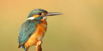 bird beaks